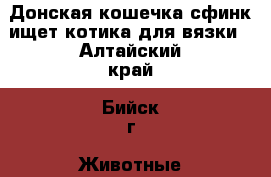 Донская кошечка сфинк ищет котика для вязки - Алтайский край, Бийск г. Животные и растения » Кошки   . Алтайский край